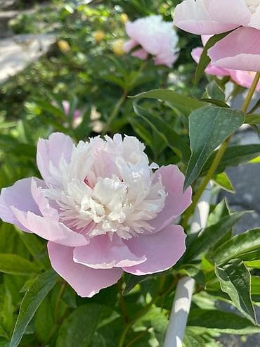 тай полукровка: Продаю пионы — 1