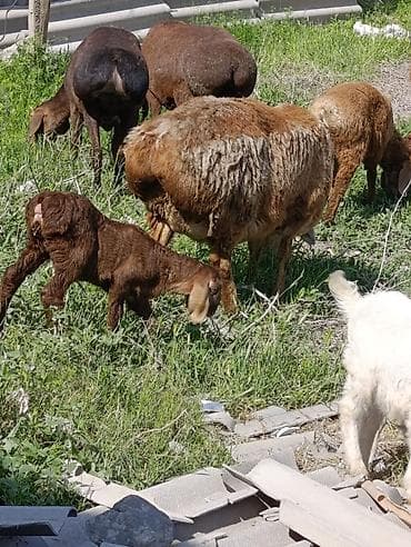 куплю мясо кролика: Продаю | Овца (самка) | Арашан | Для разведения | Котные — 8