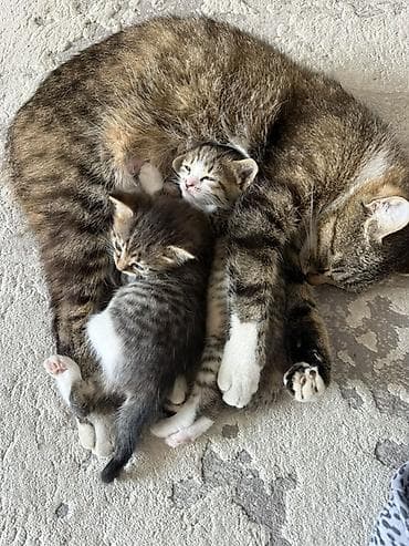 Отдам кошку с котятами Котята домашние, полосатые с белыми “носочками”