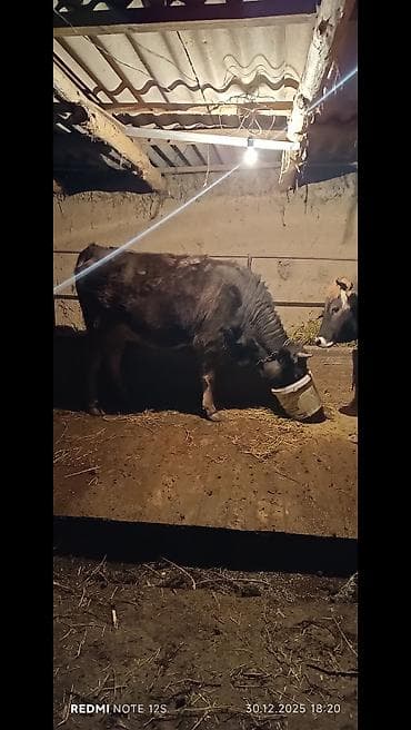 vw id4: Honda Stream: 2002 г., Минивэн — 6