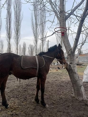 бодоно бишкек: Сатам | Байтал | Дончак, Аргын | Көбөйтүү үчүн | Асыл тукумдуу — 2