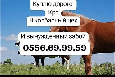 Сервис: закупка крупного рогатого скота для колбасного цеха, а также