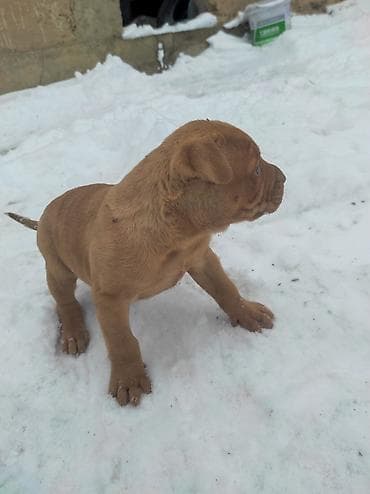 бычки 8 9 месяц: Питбуль, 1 месяц, Самка — 4