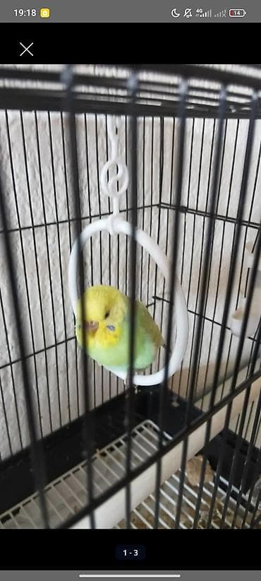 ВОЛНИСТЫЕ ПОПУГАИ БЕЗ КЛЕТКИ 950СОМОВ!!! 1шт-950сом