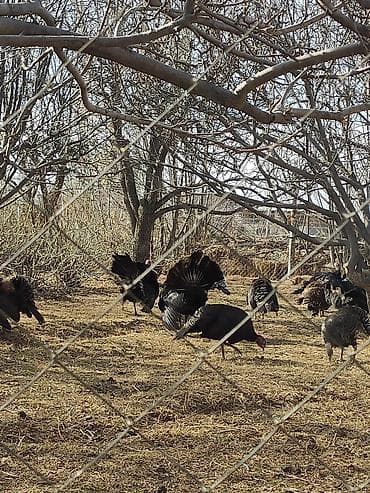 голубиный навоз: Индюшиные инкубационные яйца - Порода: домашние индейки Черный принц — 3