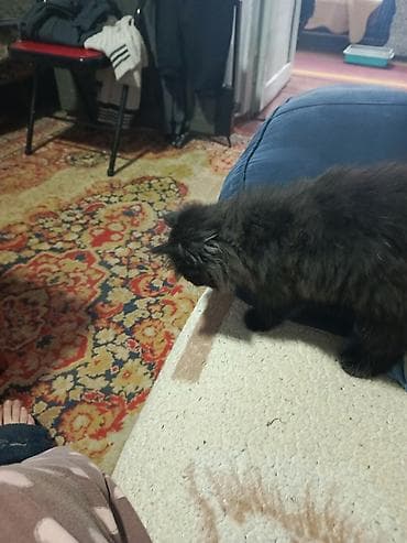 Пушистый кот чёрного окраса с длинной шерстью и выразительным хвостом at lalafo.kg Пушистый кот чёрного окраса с длинной шерстью и выразительным хвостом