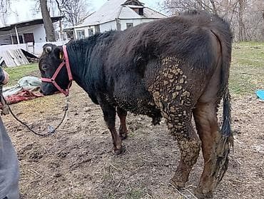 А/ч жаныбарларын сатып алам: Сатам | Бука (эркек) | Бордоп семиртүү үчүн — 6