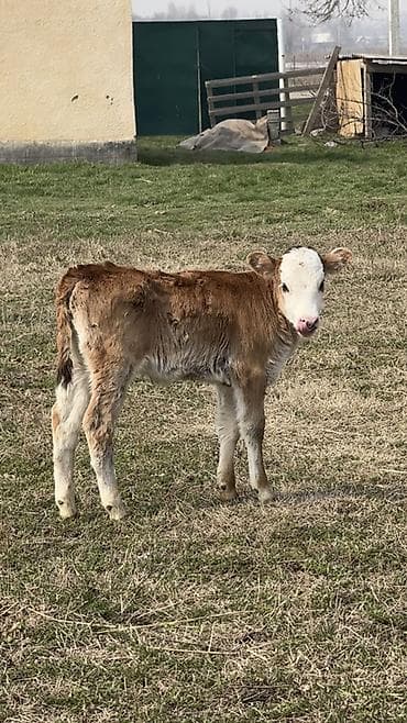 Индюки: Продаю | Тёлка | Для разведения — 1