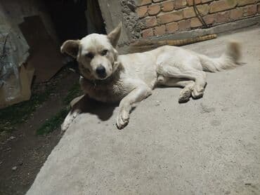породистые собаки в бишкеке: Собака даром: Дворняжка, 3 года, Самец — 3