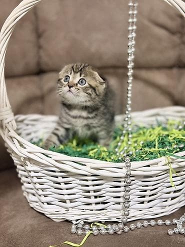 кошка в бишкеке: Скотиш Фолд (Шотландская вислоухая), 1 месяц, Девочка, Приучена к лотку — 4