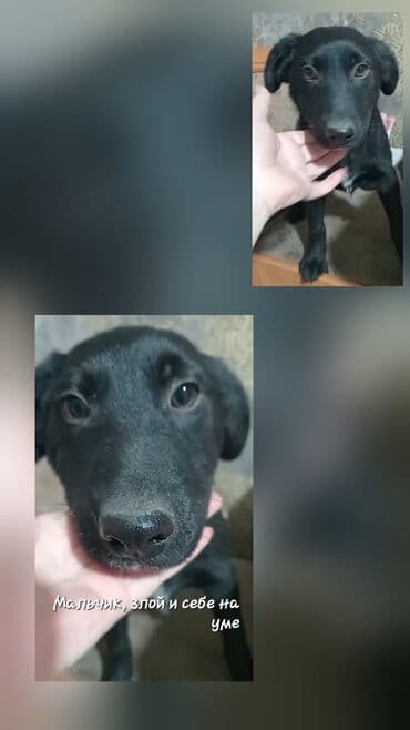 док собака: Отдам в хорошие руки щенков 5 штук от мамы Корги и папы двортерьер — 7