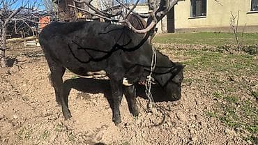 кекилик бишкек: Сатам | Кунаажын | Симментал | Союуга, Көбөйтүү үчүн, Сүт алуу үчүн | Асыл тукумдуу, Кысыр, Жасалма уруктандырылган — 4