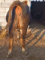 сколько длится беременность коровы: Продаю | Корова (самка) | Алатауская | Для разведения, Для молока | Стельные — 6