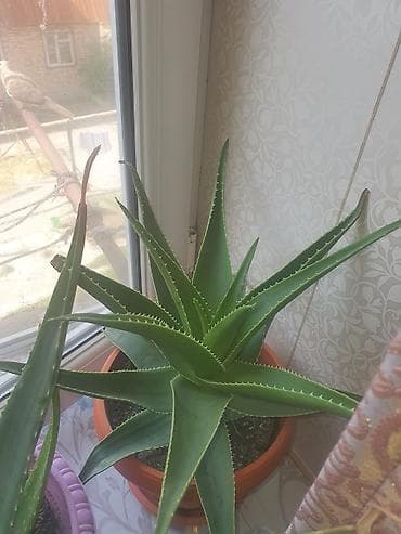 вьющиеся роза: Алоэ (Aloe vera/древовидное) в горшках - Крупные и средние экземпляры — 3