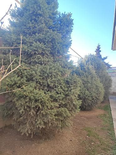 саженцы вишни: Саженцы деревьев: Ели, Самовывоз — 7