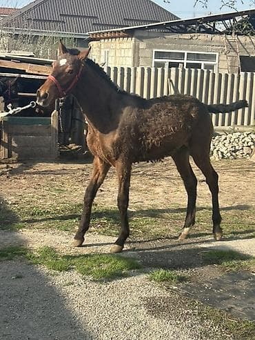 сколько стоит маленький жеребёнок: Продаю | Конь (самец) — 3