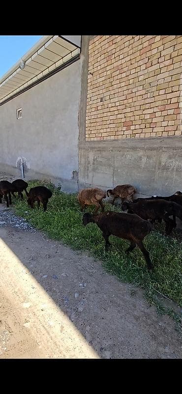 карп кои: Продаю | Ягненок | Для разведения — 1