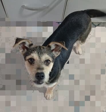 спаниель купить: Собака даром: Дворняжка, 6 месяцев, Самка, С прививкой — 2