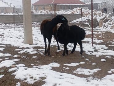 породы собак в бишкеке: Продаю | Овца (самка) | Для разведения | Матка — 1