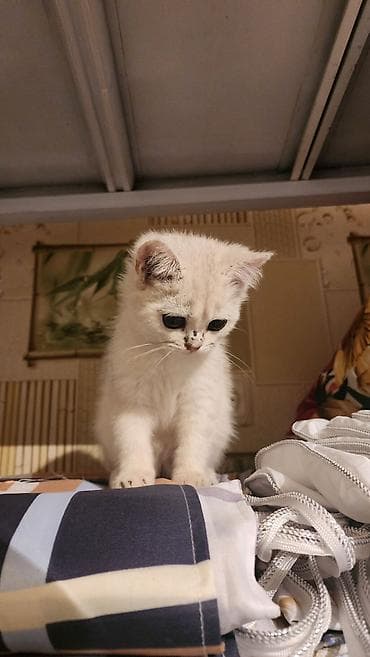 котята золотая шиншилла: Скотиш Страйт (Шотландская прямоухая), 3 месяца, Мальчик, Серебристая шиншилла, Приучена к лотку — 2