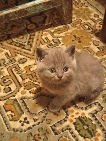 Кошки: Продаются Шатландские катята г ош — 9