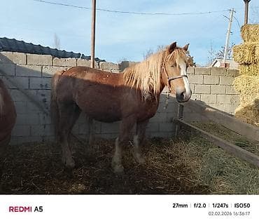 Үй жаныбарлары: Сатам | Бээ (ургаачы) | Жумушка — 2