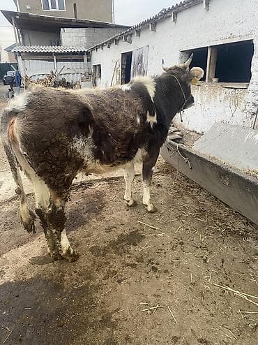 животные на продажу: Продаю | Тёлка | Для разведения | Отела не было — 3