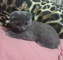 шотландский вислоухий котенок: Скотиш фолд( Шотландская вислоухая) Мальчик 2.5 месяца серый — 1