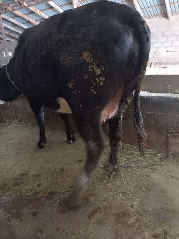 лампочки для аквариума: Продаю | Бык (самец) | Полукровка | На откорм | Привязанные — 2