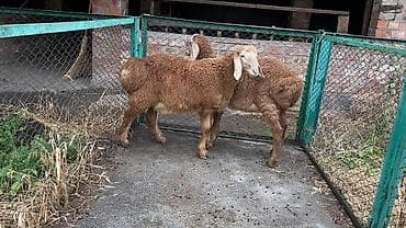 Продаю | Ягненок, Баран (самец) | Гиссарская, Арашан | На забой, Для разведения, Для шерсти | Племенные, Осеменитель