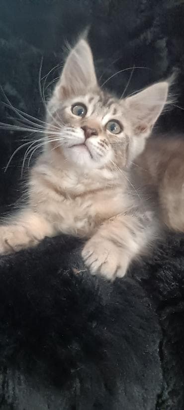 купить кошку манчкин: Мейн-Куны!!!🥰🥰🥰 Продаётся Чистокровный, Шикарный котик от титулованных — 2