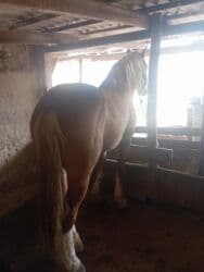 Кемирүүчүлөр: Сатам | Байтал | Көбөйтүү үчүн | Асыл тукумдуу — 8