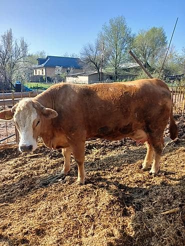 Продаю | Корова (самка) | Симментальская | Для разведения | Племенные