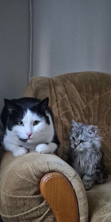 корм для кошек и котят: Кошка даром: Беспородная, 4 года, Мальчик, Проглистована — 4