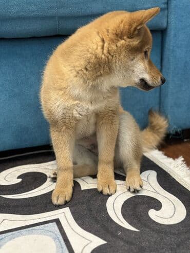 русский терьер: Сиба-ину, 2 месяца, Самец, С прививкой — 5