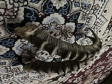 новорожденных одежда: Пара натуральных рогов горного козла (козерога) Описание: - Комплект — 2