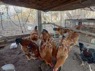 цена яйца: Продаю молодых петухов, 6 месяцев. Цена: 500сом за каждого (без торга — 2