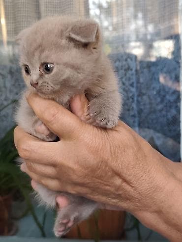 Кошки: Британские короткошёрстные котята - Порода: британская — 4