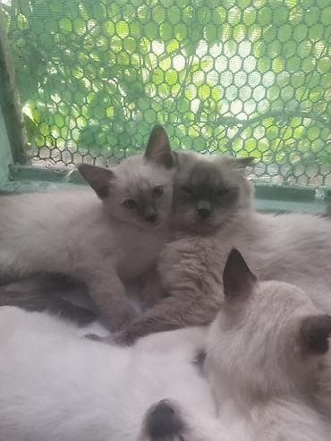 симс: Продаю котят сиамской породы не дорого.Два мальчика и одна — 2