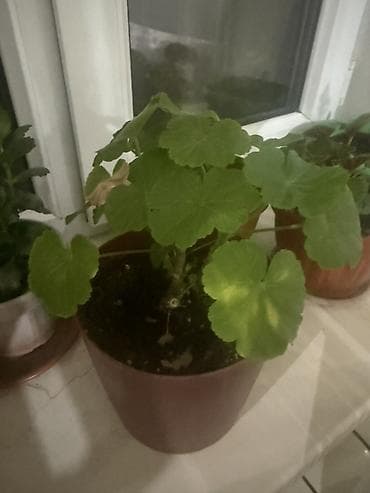 Каланхоэ: Комнатные растения в горшках - Каланхоэ (несколько экземпляров) — 9