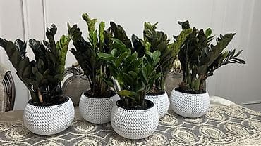 растение денежное дерево: Замиокулькас (долларовое дерево) в декоративных кашпо - Компактные — 2