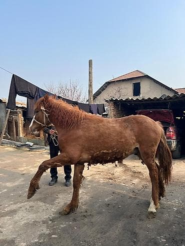 Продаю | Конь (самец) | Рабочий at lalafo.kg Продаю | Конь (самец) | Рабочий