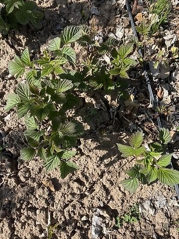 бетон чолпон ата: Малина кочот сатылат сорт пшехиба элитный сорт — 5