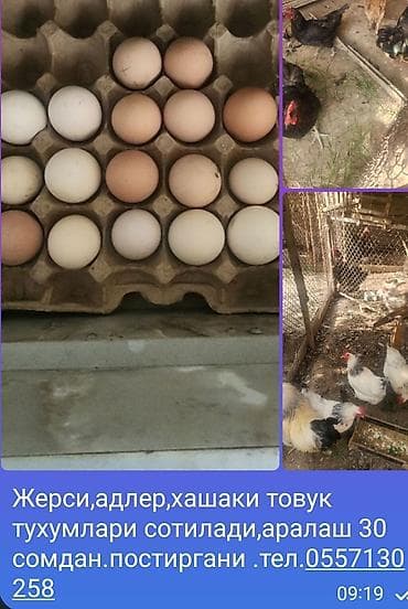 куриные крылья: Инкубационные яйца и племенная птица.принимаем заказы на куриные — 2