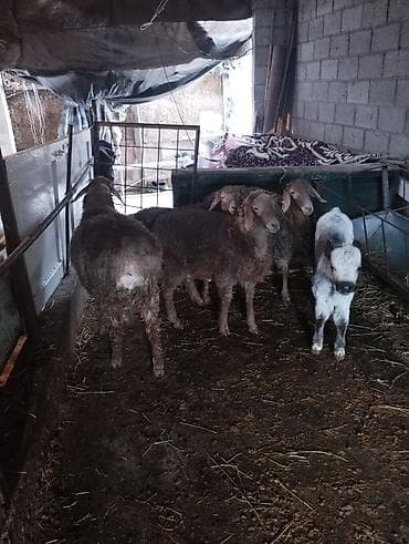 мойка шерсти: Продаю | Овца (самка), Баран (самец) | Арашан, Гиссарская | Для разведения | Племенные — 5