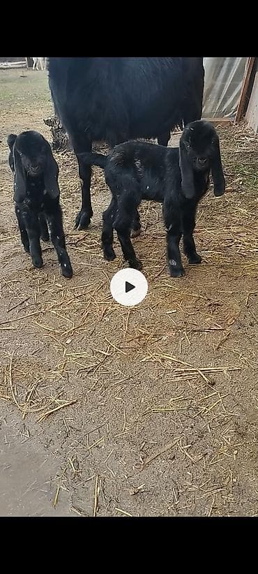 дойные коза: Продаю | Козлёнок | Нубийская | Для разведения | Племенные — 1