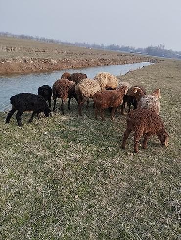 Баран, овца: Продаю | Овца (самка), Ягненок — 3