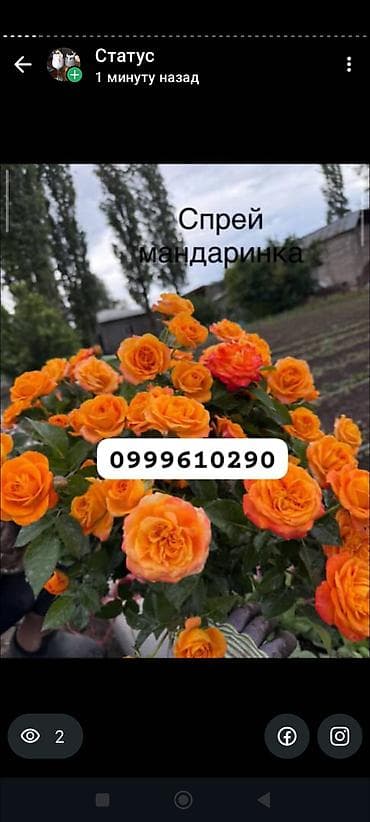 цветник: Саженцы цветка: Розы, Платная доставка — 8