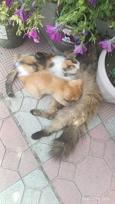 Мышыктар: Котята от домашней кошки - Окрас котят: - триколор — 1