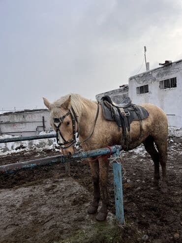 Продаю | Жеребец | Рабочий